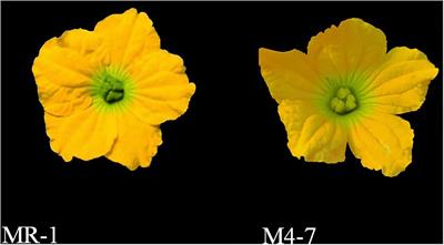 Genetic Mapping and QTL Analysis of Stigma Color in Melon (Cucumis melo L.)